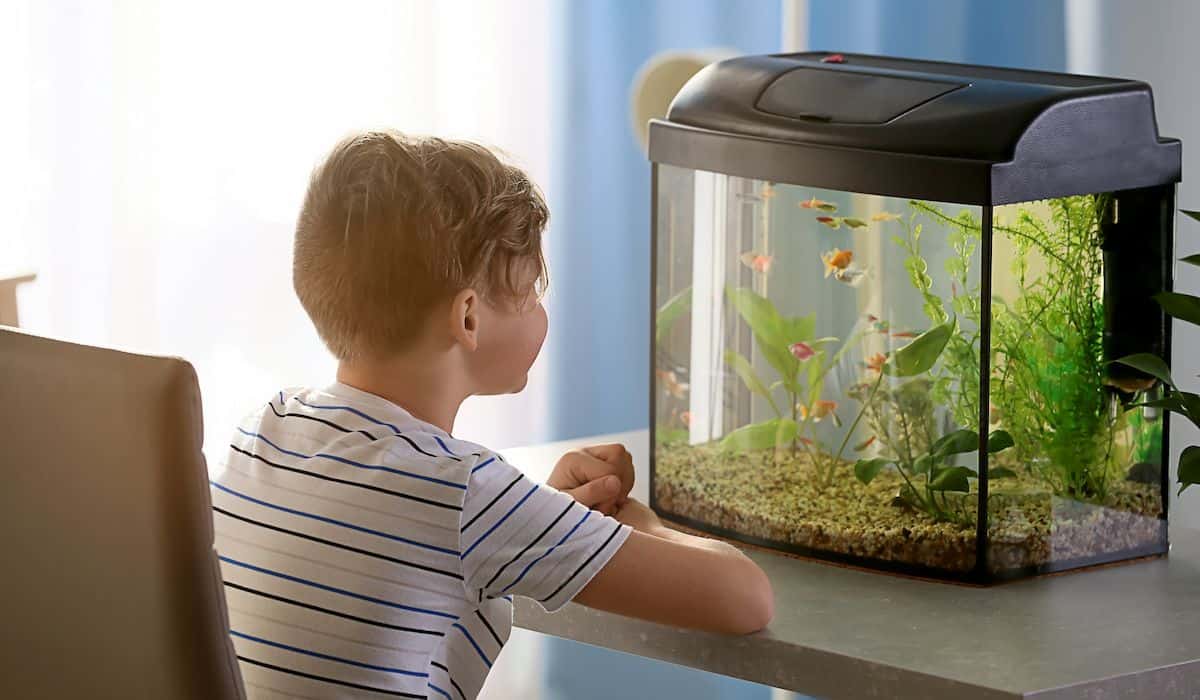 a boy looking at his fish tank