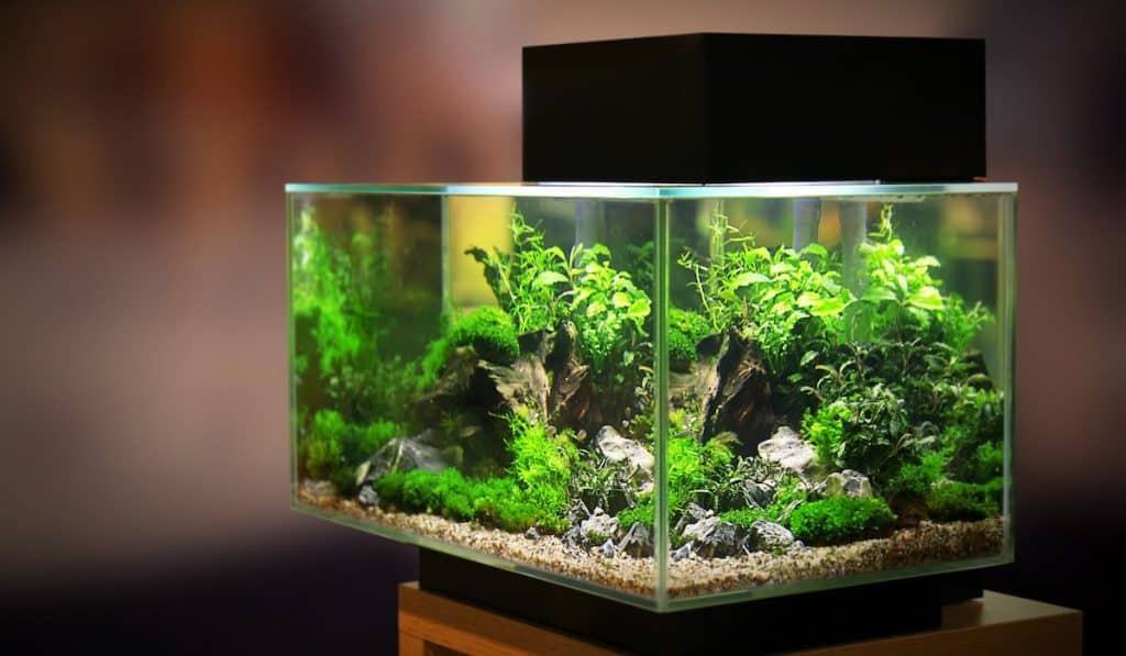 a stunning petshop aquarium