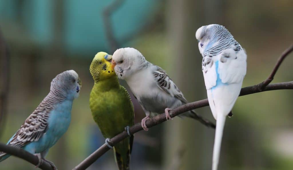 birds in an outdoor aviary