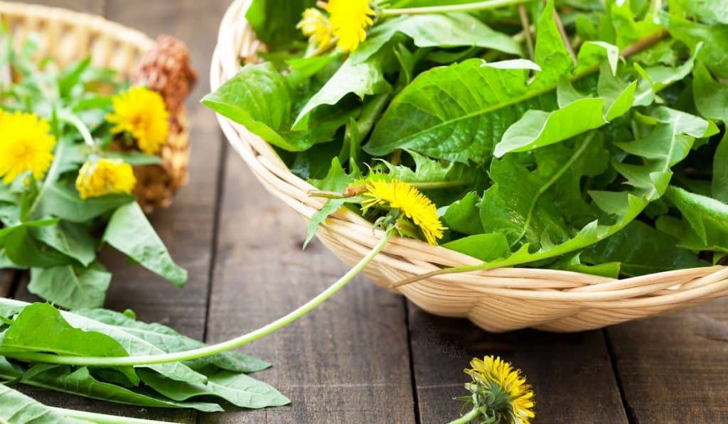 dandelion leaves in a basket