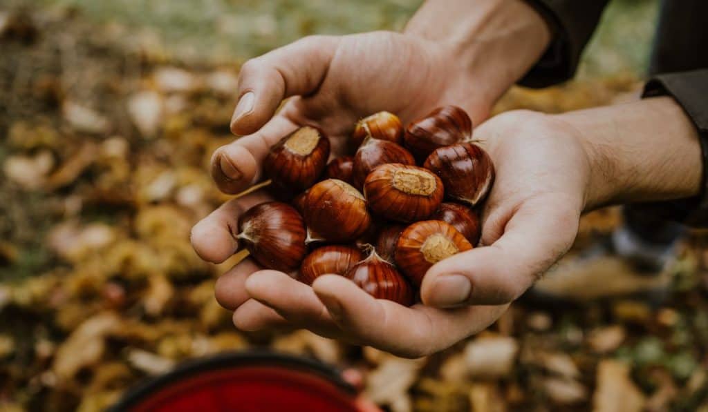 foraged chestnuts on hand