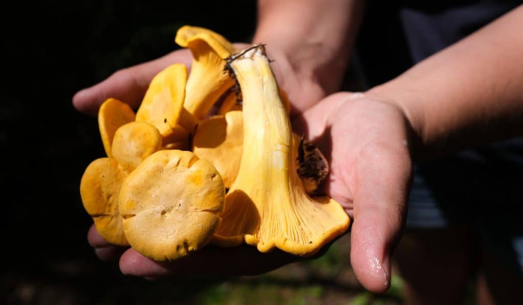 foraged mushroom