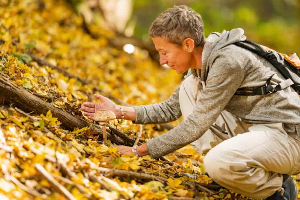 foraging mushrooms in the forest