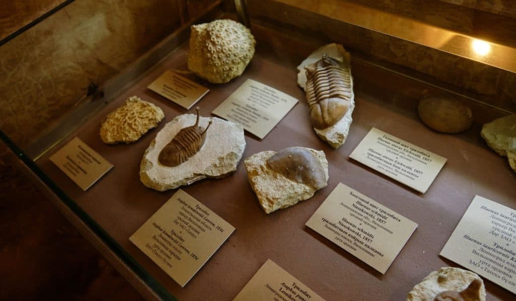 fossil collection