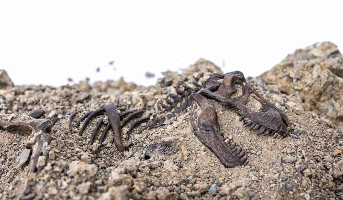 Complete Guide to Fossil Hunting as a Hobby