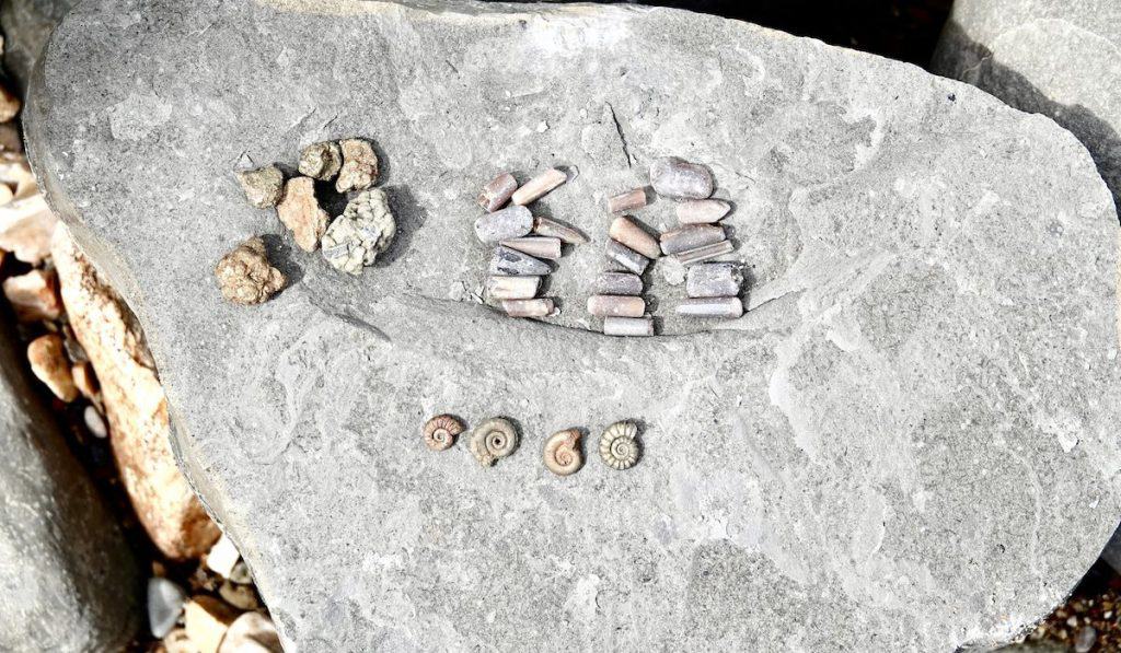 fossils found in dorset coast england