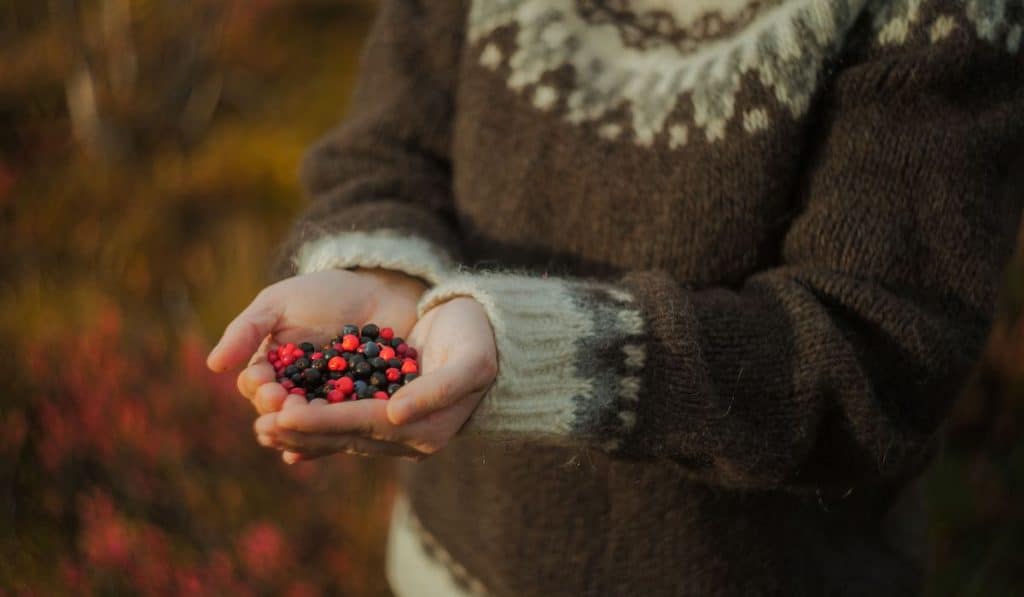 handful of foraged berries
