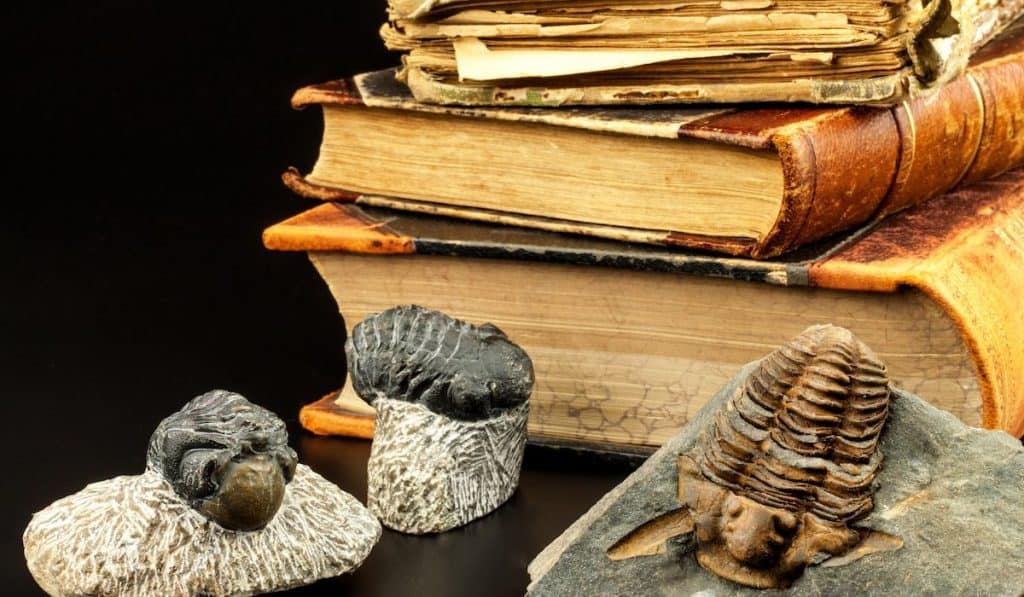 paleontology books and some fossil