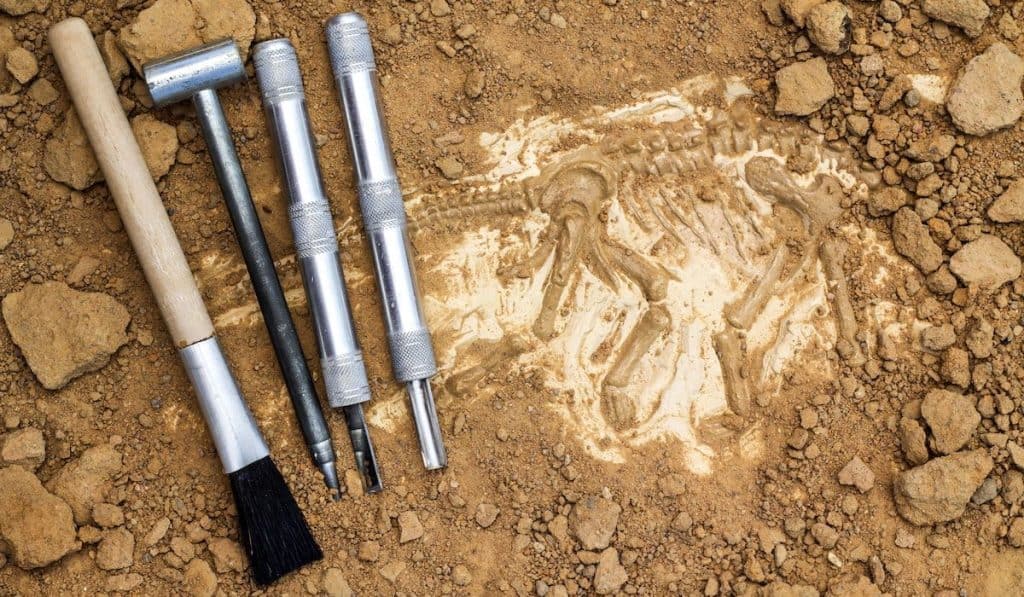 tools for digging up fossil
