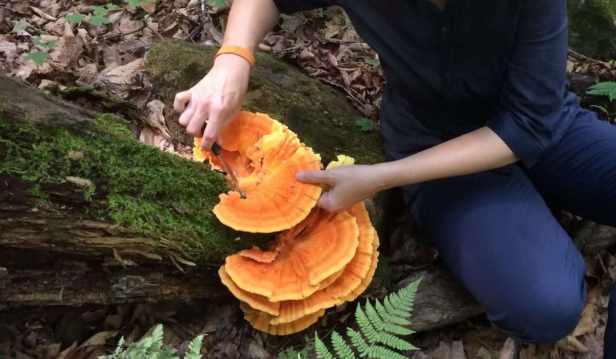 Foraging for edible mushrooms