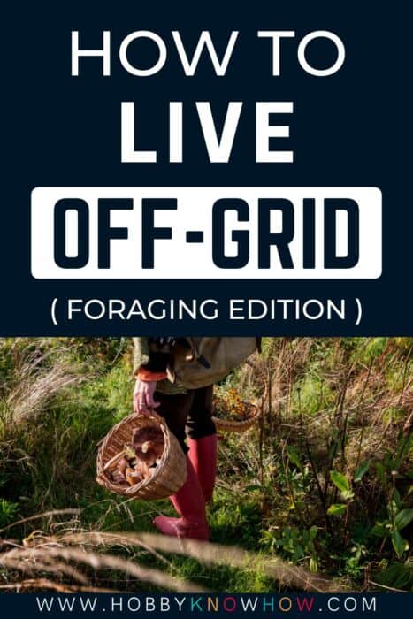 live offgrid foraging