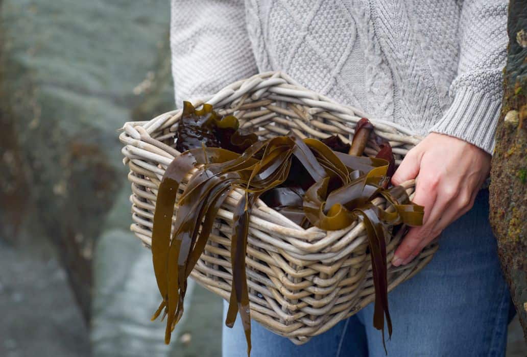 a woman holding a basket with freshly foraged seaweeds from the coast