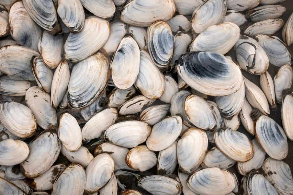 harvested clams from the sea
