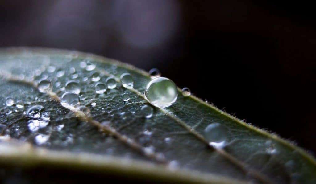 macro shot of a droplet on a leaf