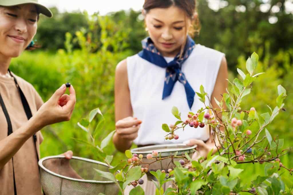 two woman exploring nature and picking berries