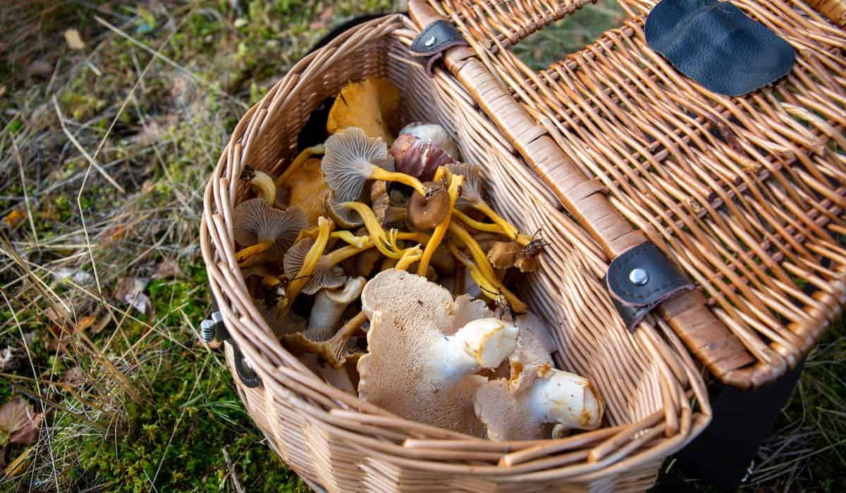Basket with wild mushrooms