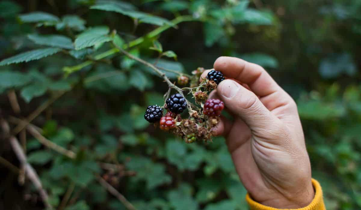 Foraging for wild food