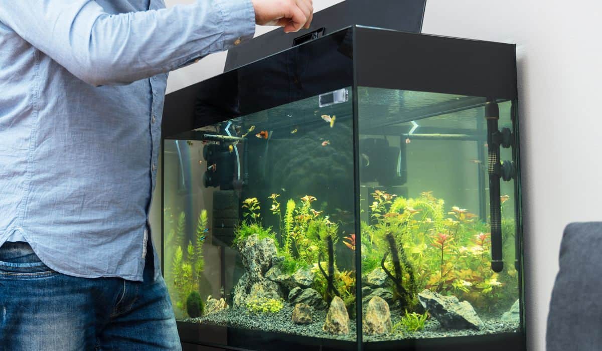 Man feeding fishes in the aquarium