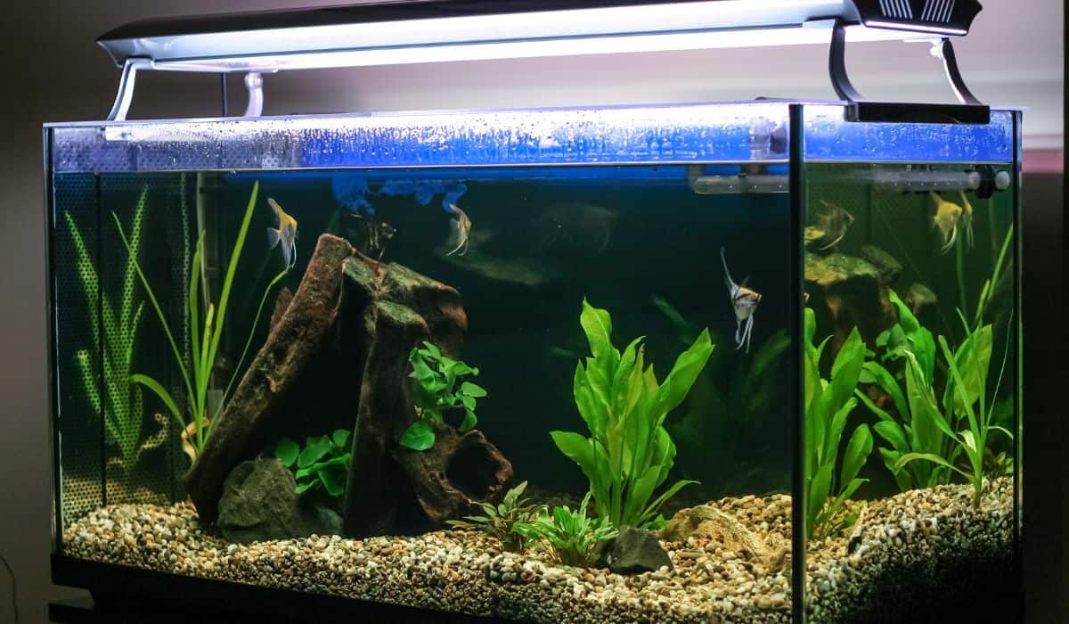Can Fish Sleep With The Aquarium Light On?