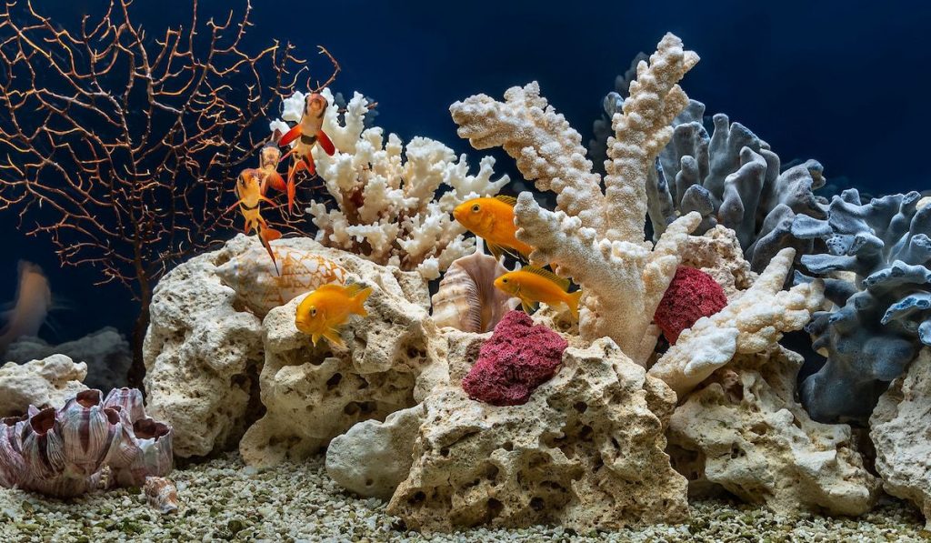 a beautiful photo of an aquarium habitat