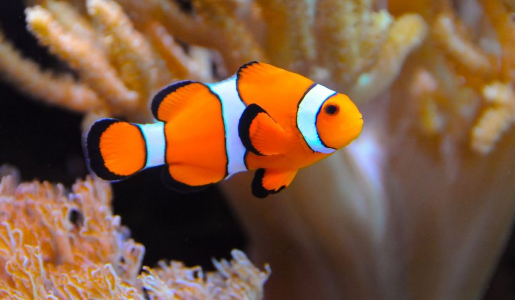 clown fish inside an aquarium