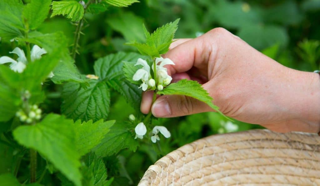 Can You Eat Leaves From Trees? (Foraging Tree Guide) Hobby Knowhow
