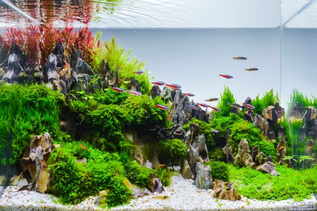 Complete Guide to Aquascaping