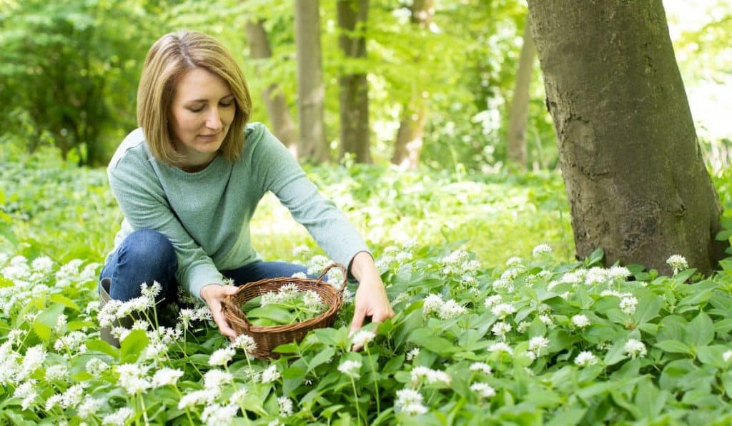 woman foraging in the forest