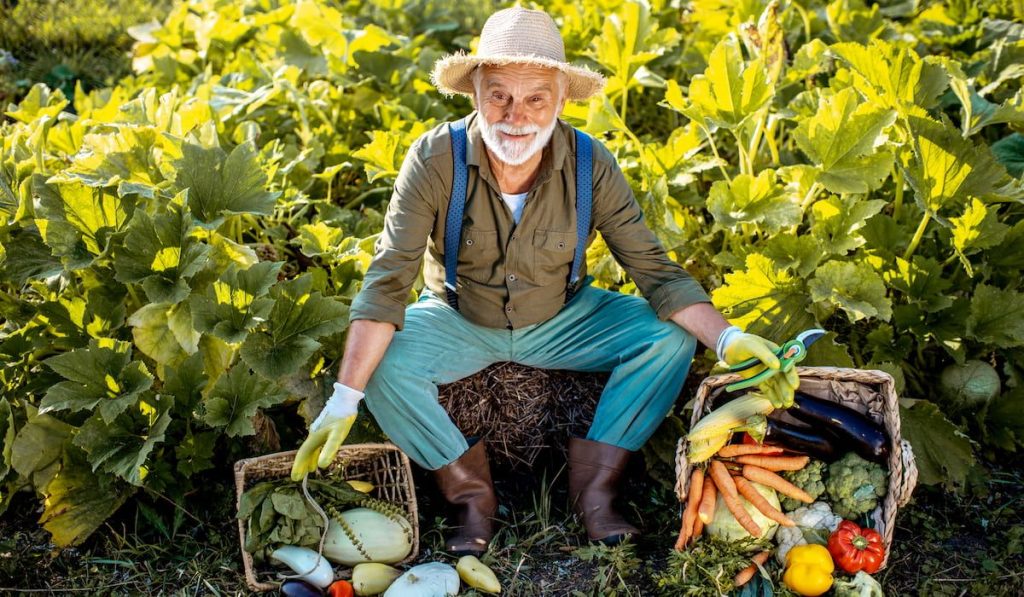 a well-dressed senior gardener shows off his freshly picked vegetables from his garden 