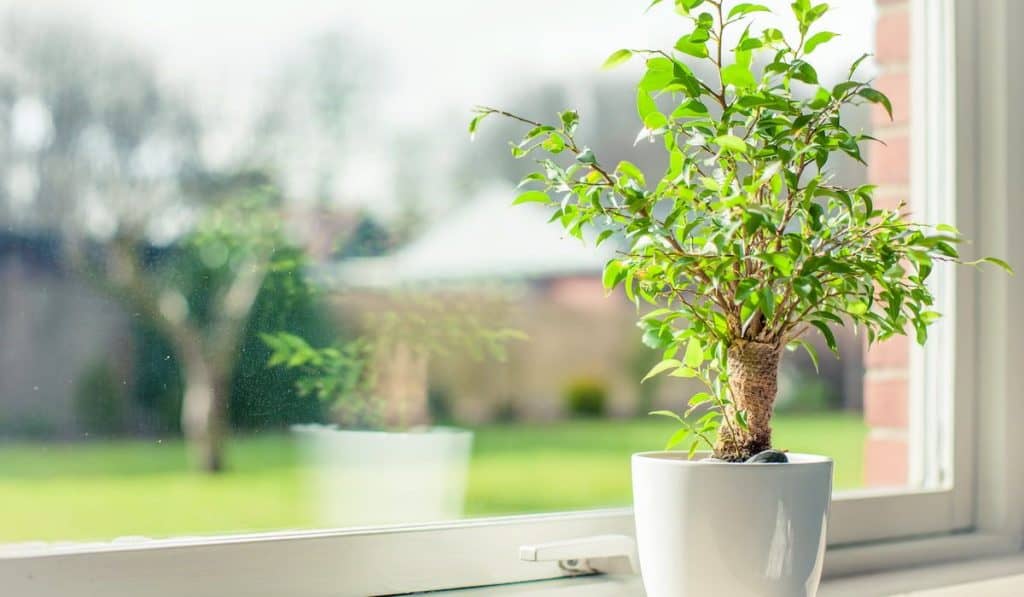 Small tree in a window having some sunlight