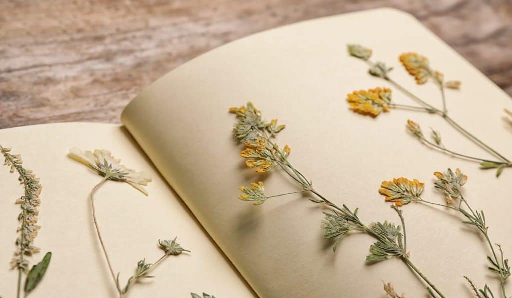 Wild dried pressed meadow flowers