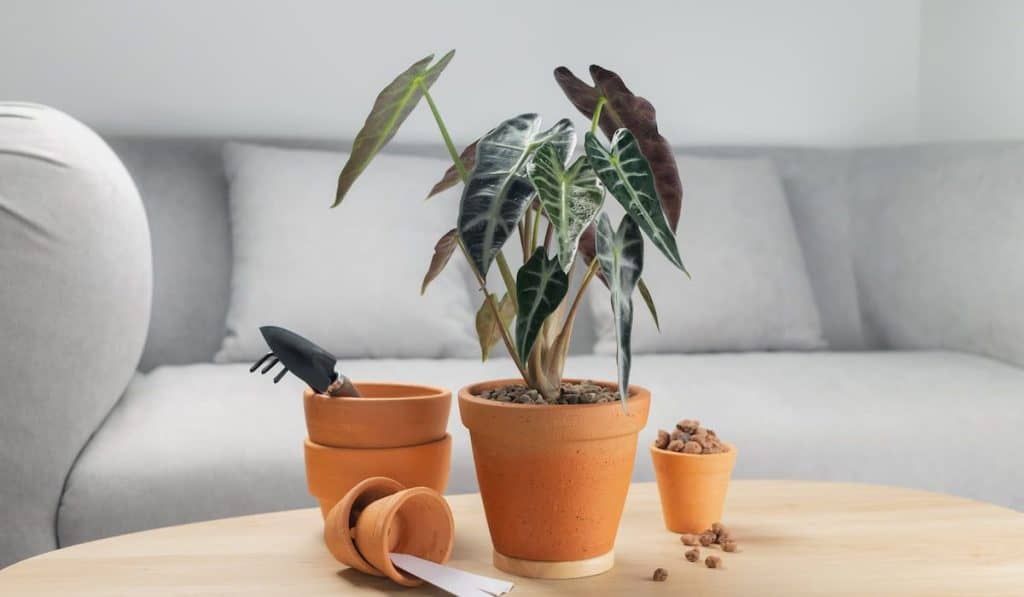 different sizes of clay pots on a wooden table