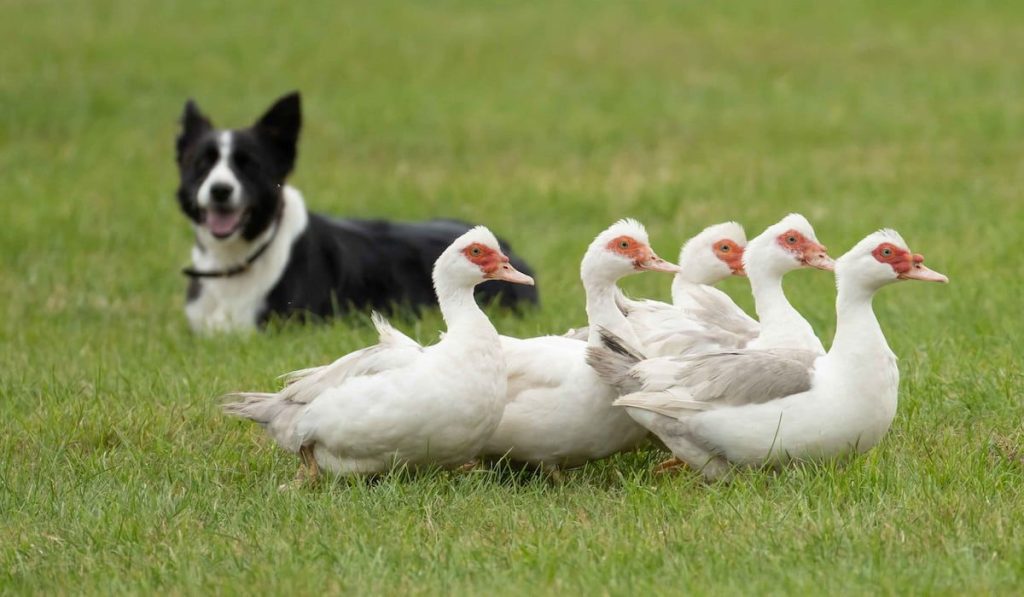 All the ducks lined-up in a row. Sheep dog herding ducks.