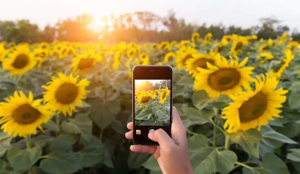 hand using phone taking photo beauty sunflower field