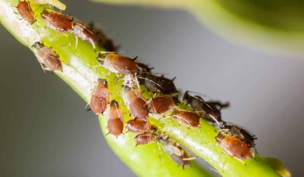 aphids colony over a citrus leaf