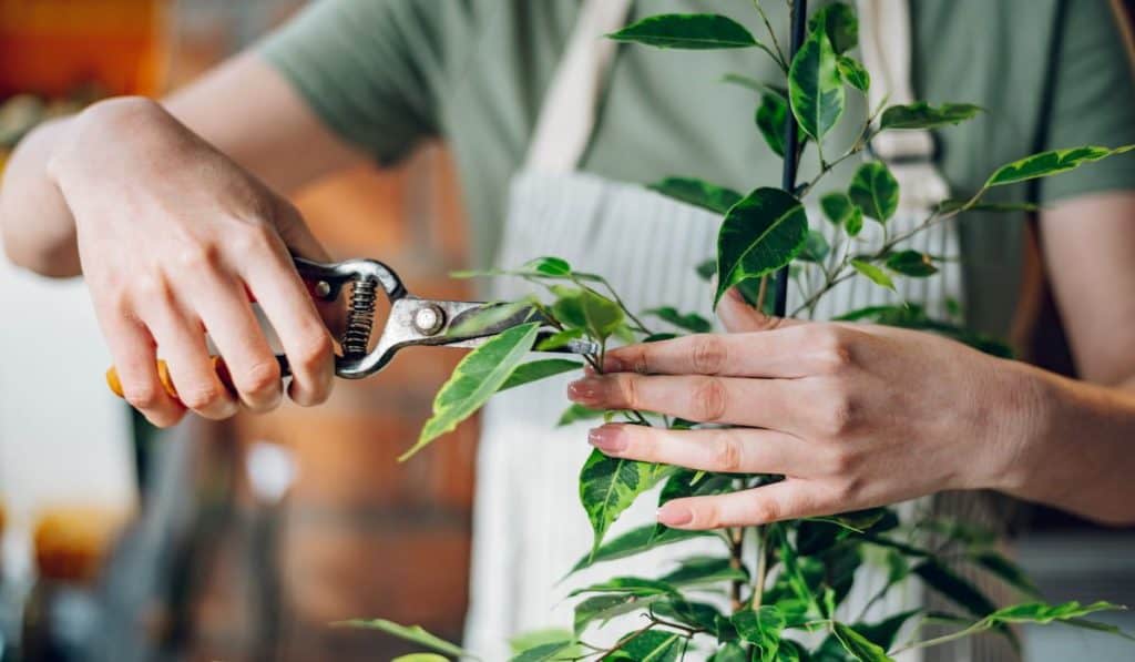 female pruning potted plant with a pruning shears