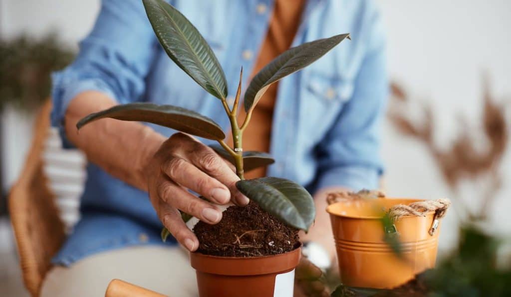 Close-up of senior man repotting house plants.