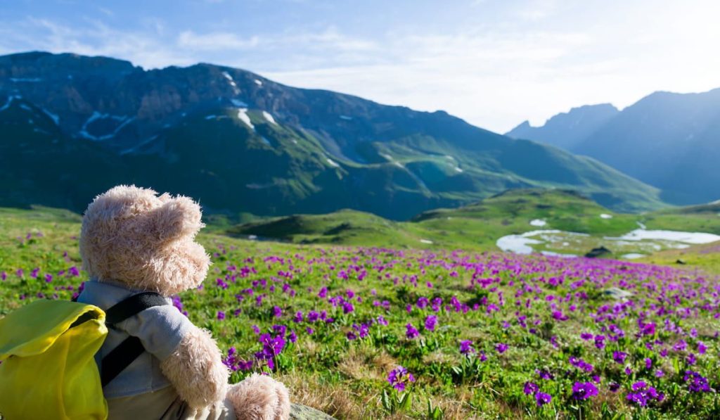 teddy bear adventure, hiking in mountains 