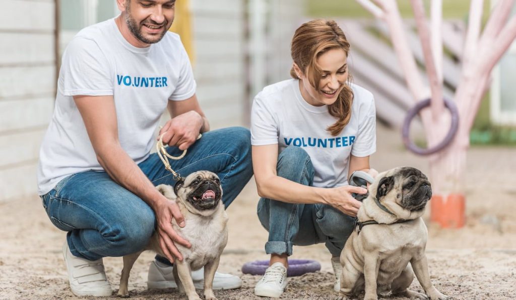two volunteers of animals shelter palming pug dogs