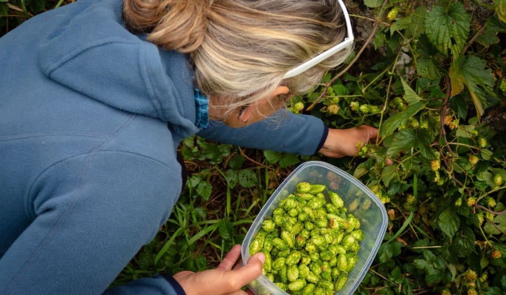 Female forager collecting wild Hops
