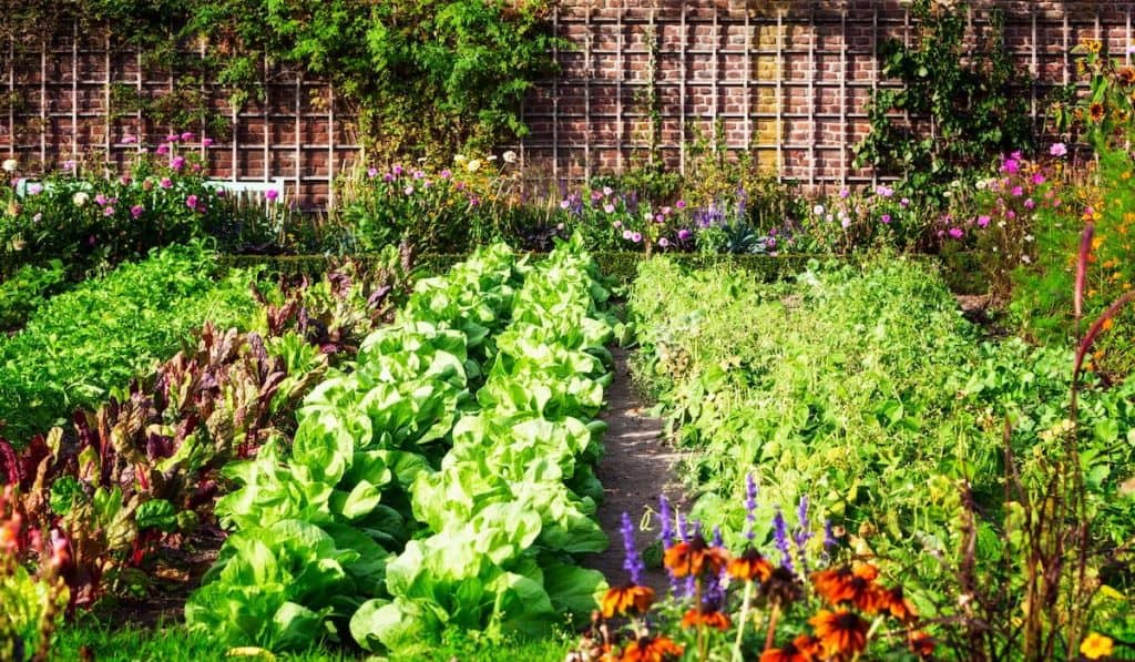 Herbs, flowers and vegetables in backyard formal garden