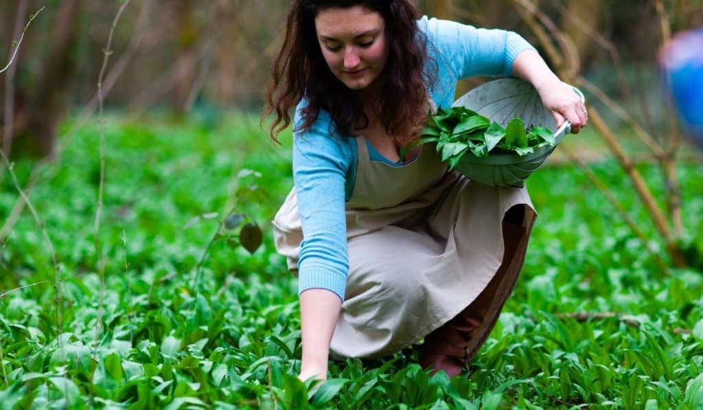 British Female woman foraging for organic wild garlic in Woodland area harvesting spring greens
