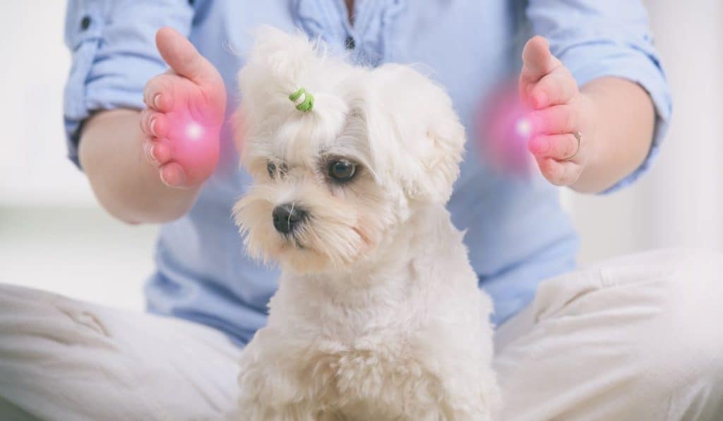 Woman doing Reiki therapy for a dog, a kind of energy medicine.
