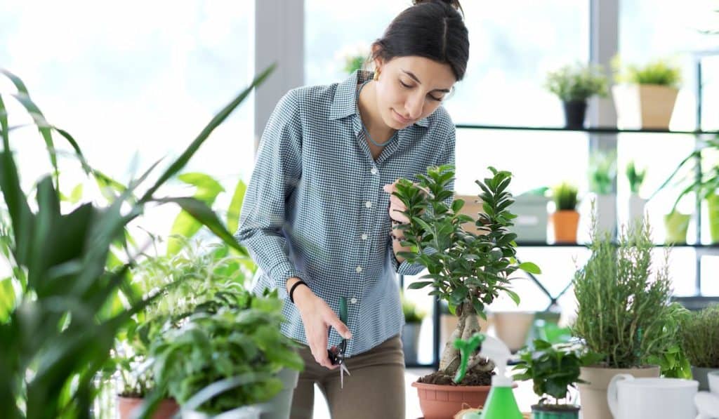 Young woman gardening at home, she is taking care of a bonsai plant