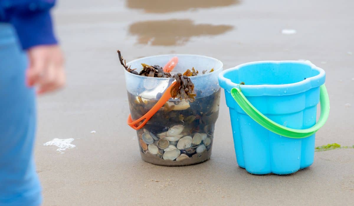 child collecting seashells and seaweeds and putting it in a white pail