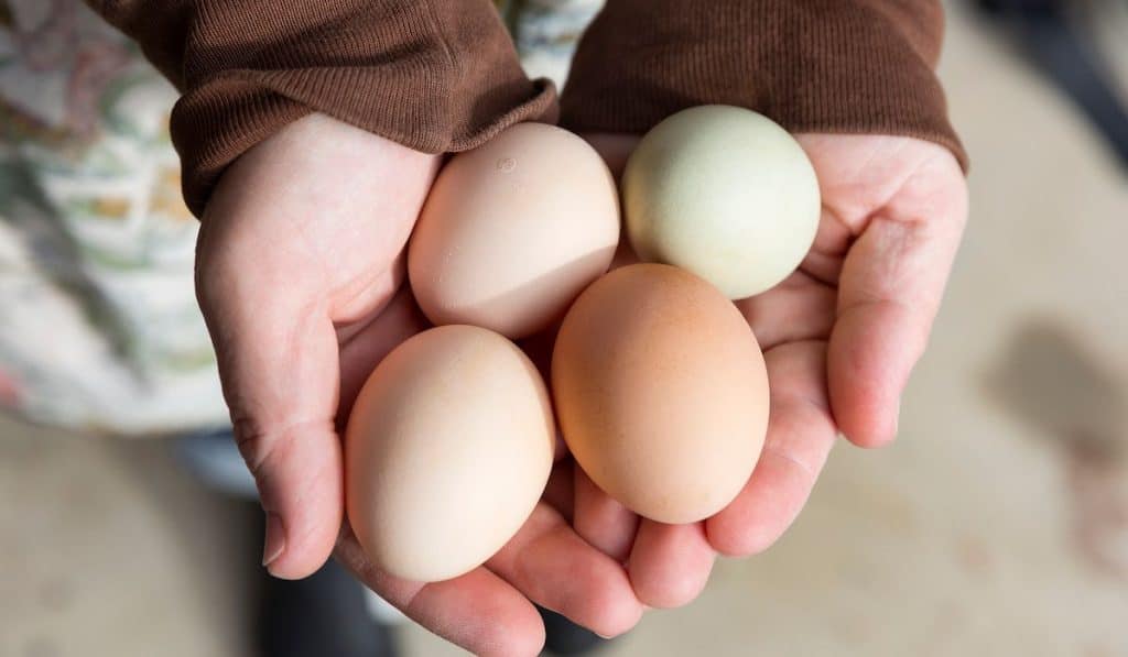 woman holding four eggs
