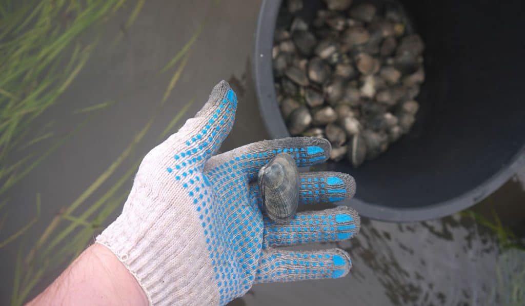 Holding vongole, or venus clam shell while collecting live mollusks in a shallow water
