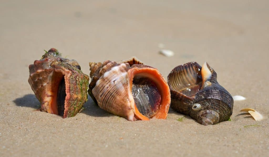 Live mollusk rapana on the sandy shore of the Sea