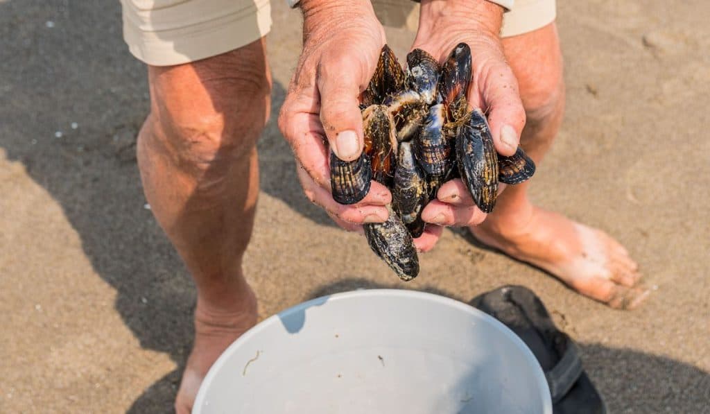 Man holding his harvest of fresh muscles collected during low tide along the ocean rocks