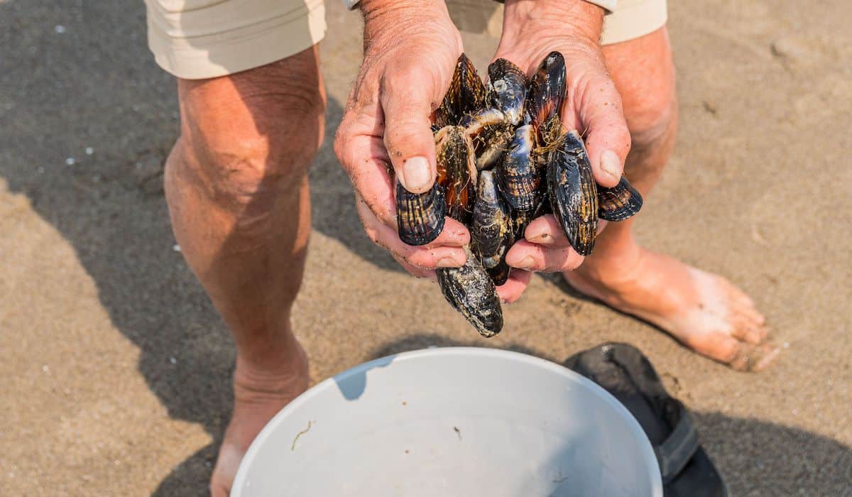 Foraging Ocean Native Coastal Foraging In Maine - Hobby Knowhow